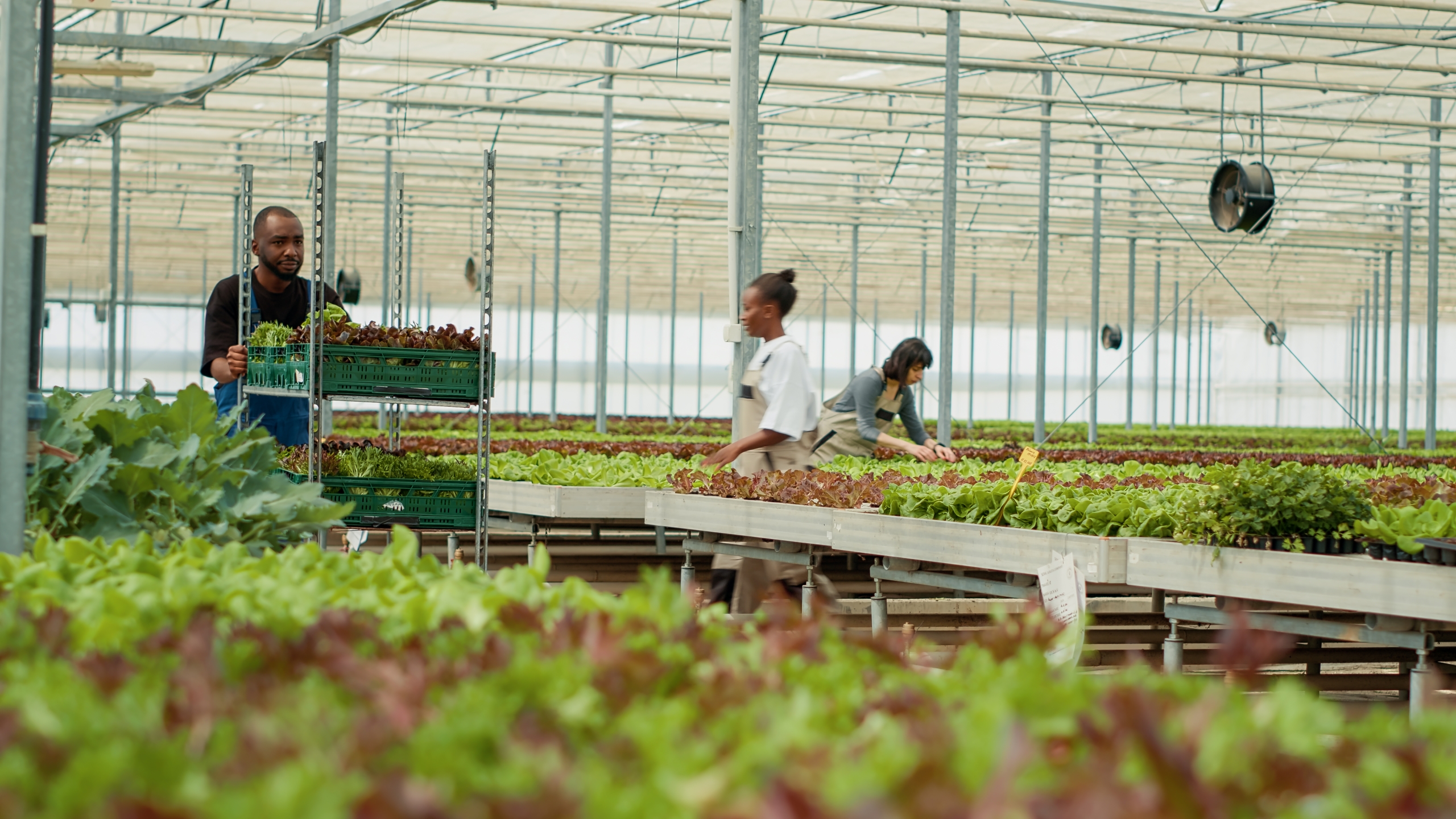 A greenhouse worker is pushing a rack of crates filled with locally grown organic green lettuce sourced sustainably.